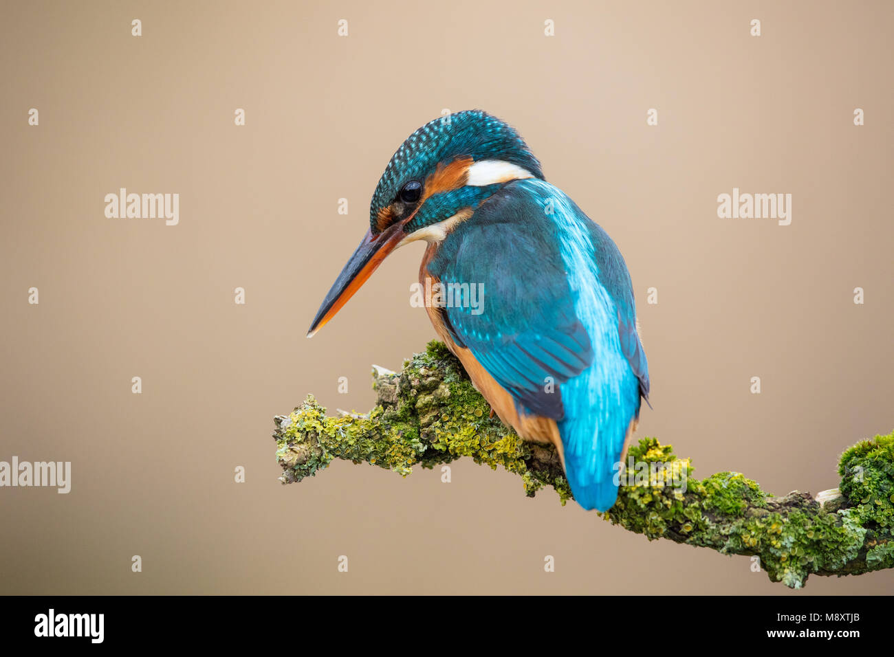 Femmina kingfisher appollaiato su un ramo verde Foto Stock