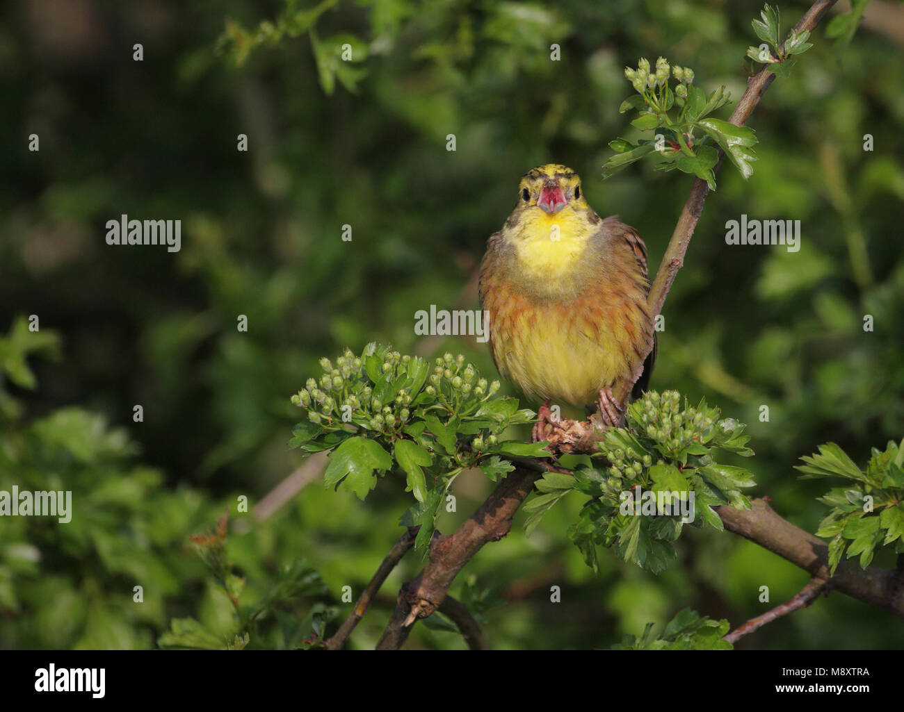 Aggiornamento del manuale Foto Stock