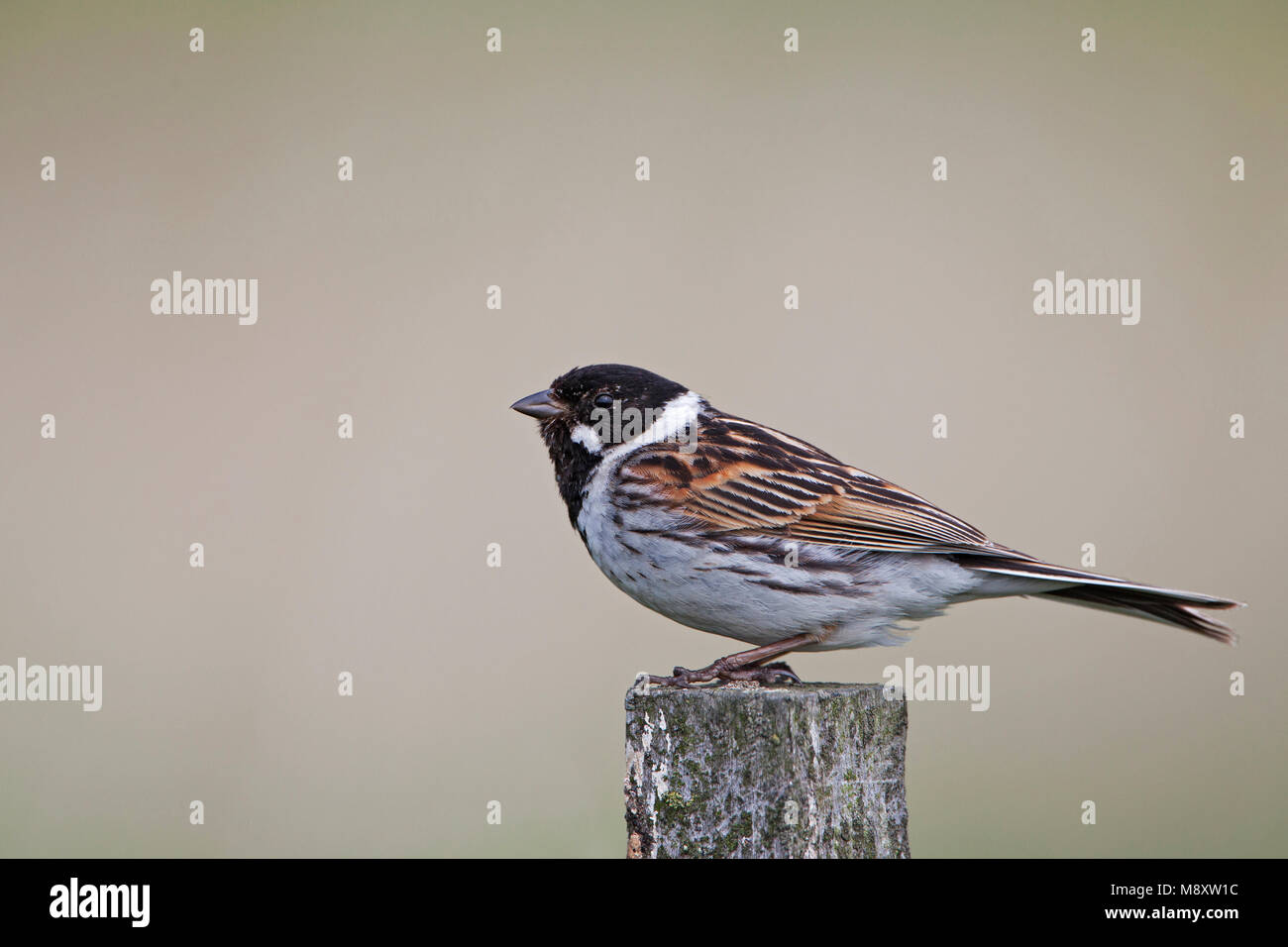 Mannetje Rietgors; maschio comune pavese di Reed Foto Stock