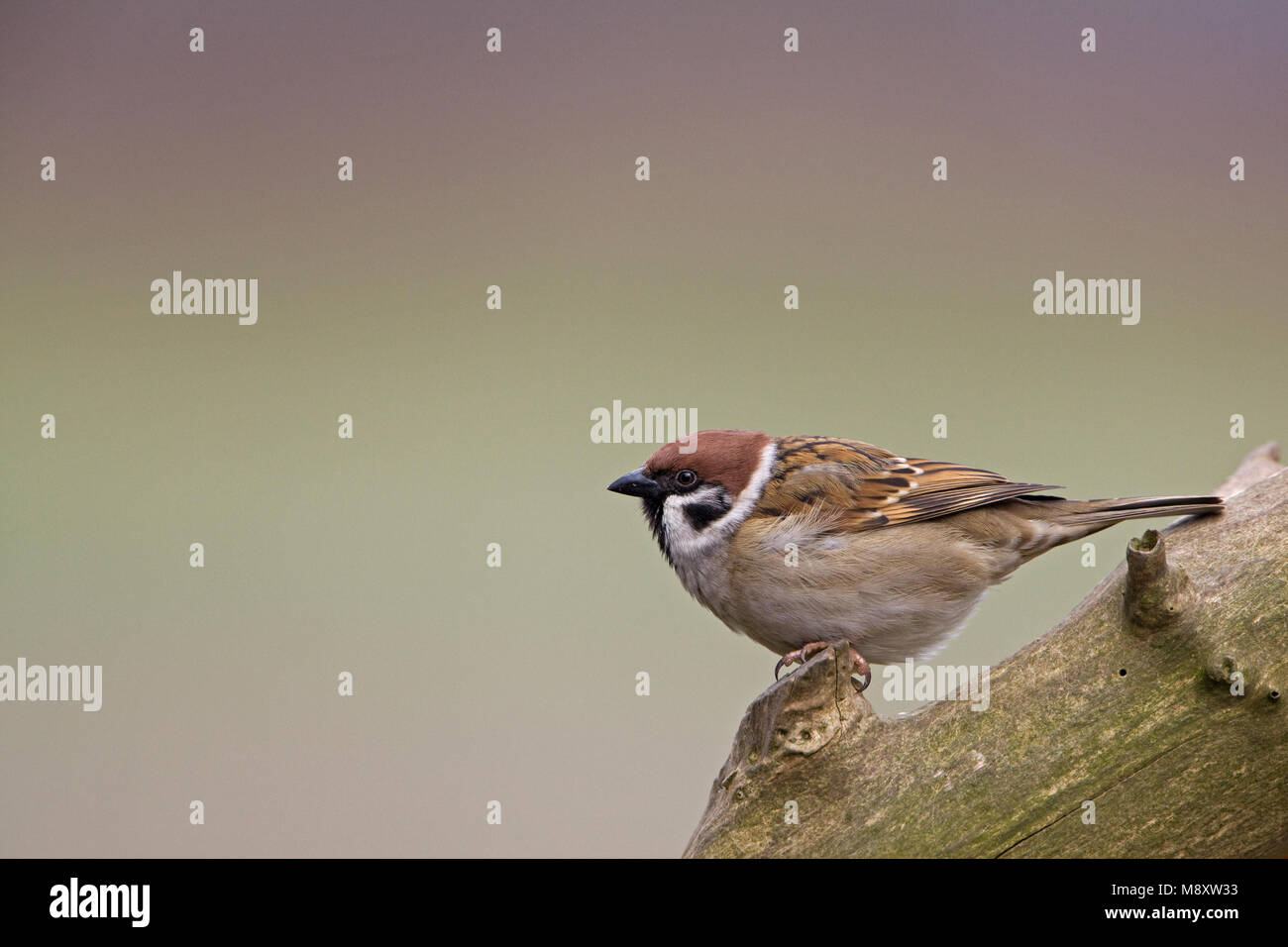 Ringmus; anello; mus; Eurasian Tree Sparrow; Eurasian; albero; Sparrow; Passer montanus;; Passer montanus; vogel; bird; Europa; Europa; Olivier; Rob; Rob Foto Stock