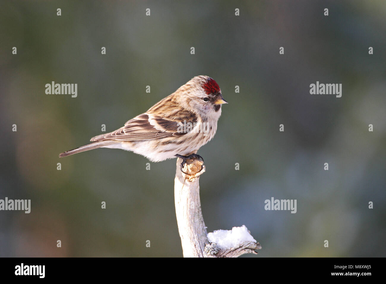 Farinoso Redpoll appollaiato sul ramo; Grote Barmsijs zittend op tak Foto Stock