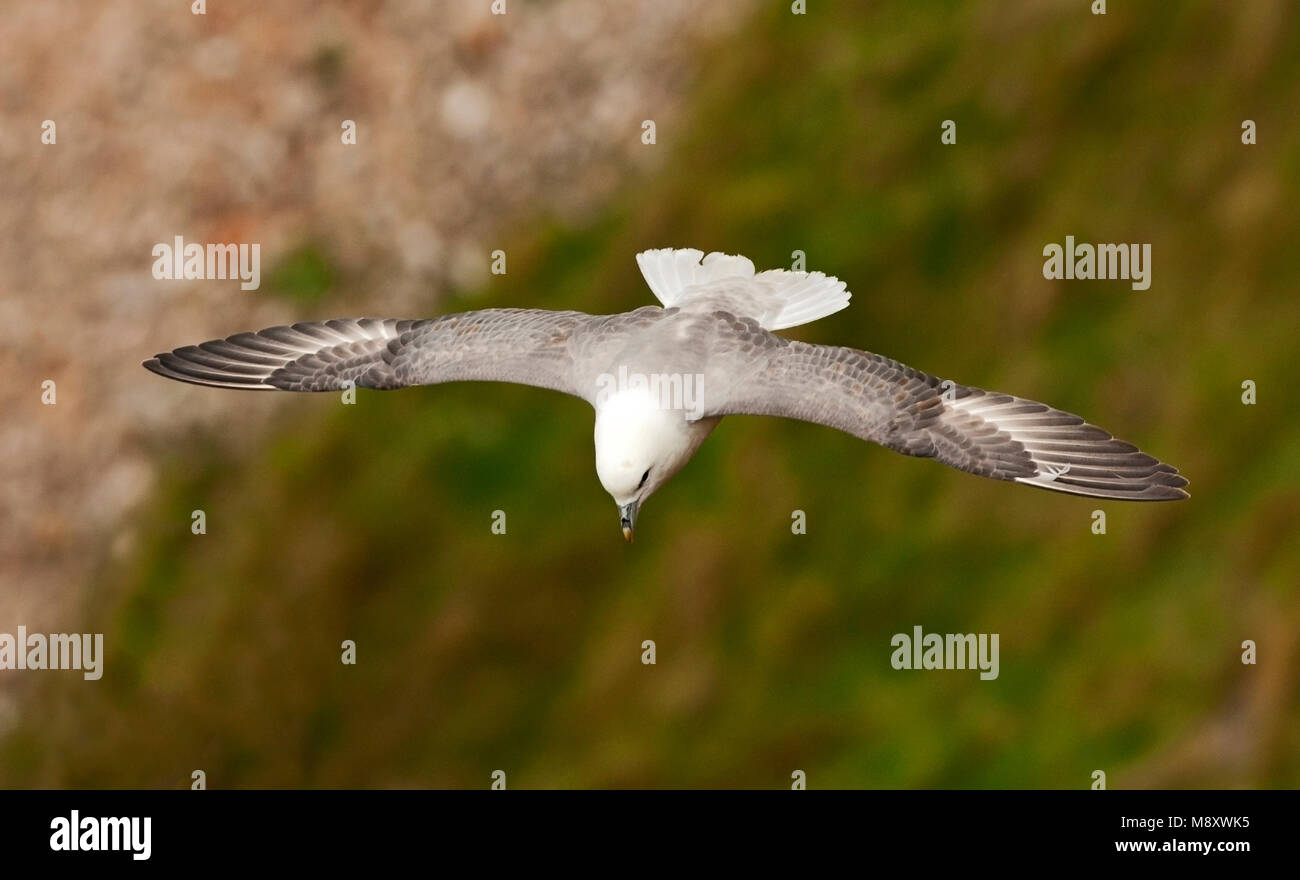 Noordse Stormvogel in vlucht; Northern Fulmar in volo Foto Stock