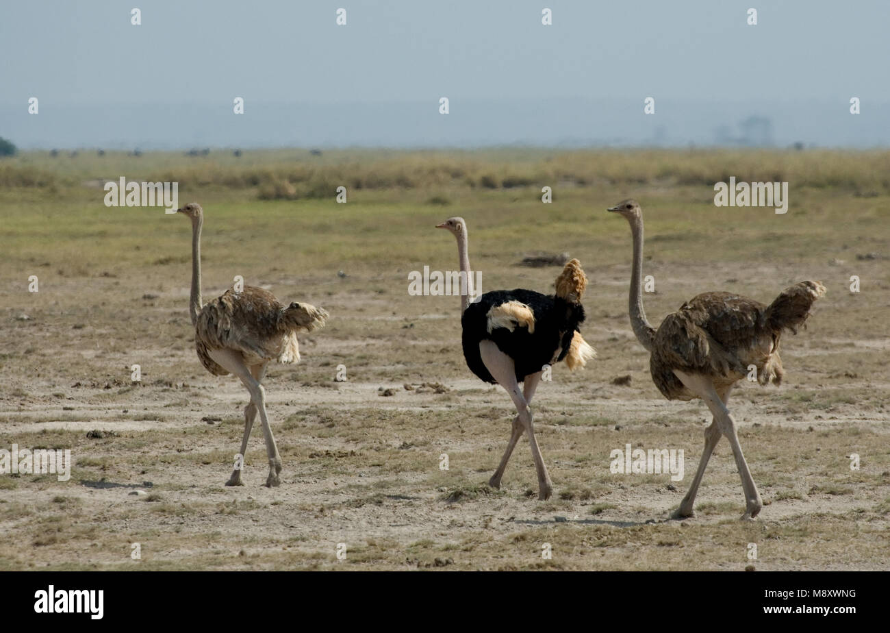 Struzzo gruppo maschio; Struisvogel groep Foto Stock