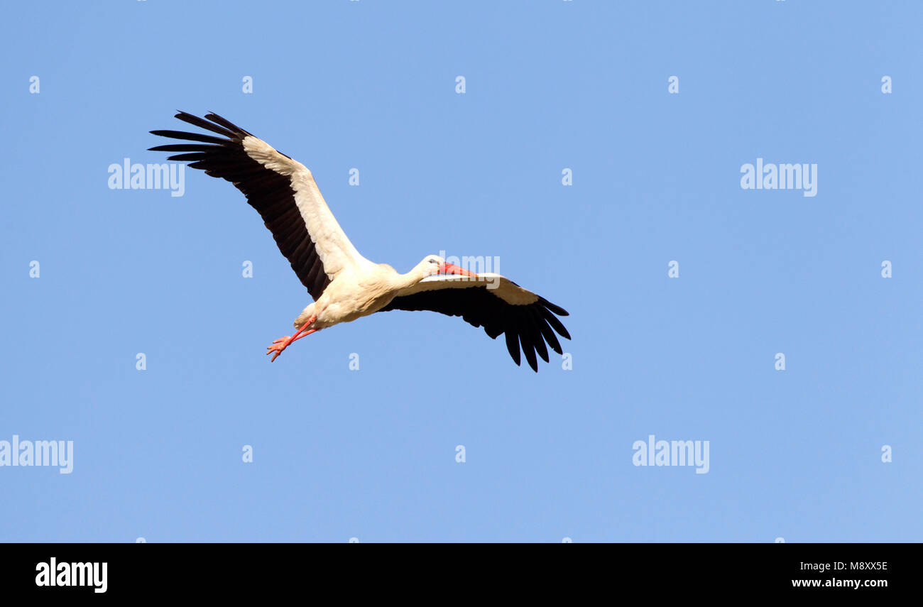 In Ooievaar vlucht, cicogna bianca in volo Foto Stock