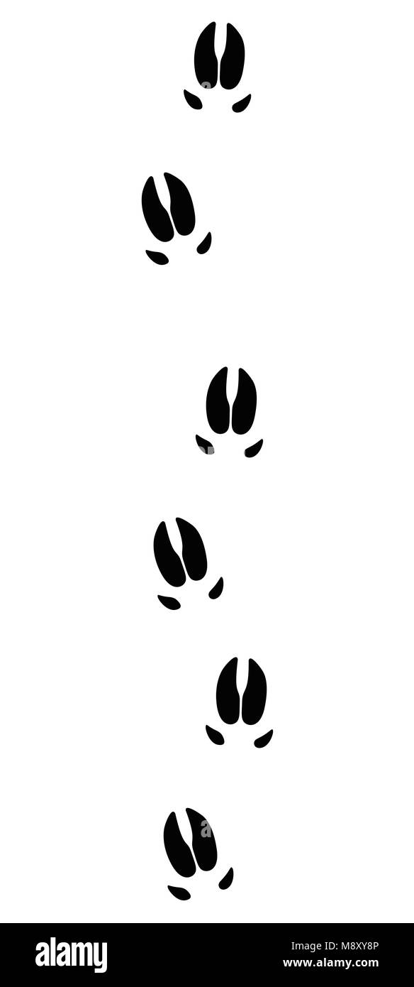 Il cinghiale o tracce di maiale - icona nera illustrazione su sfondo bianco. Foto Stock