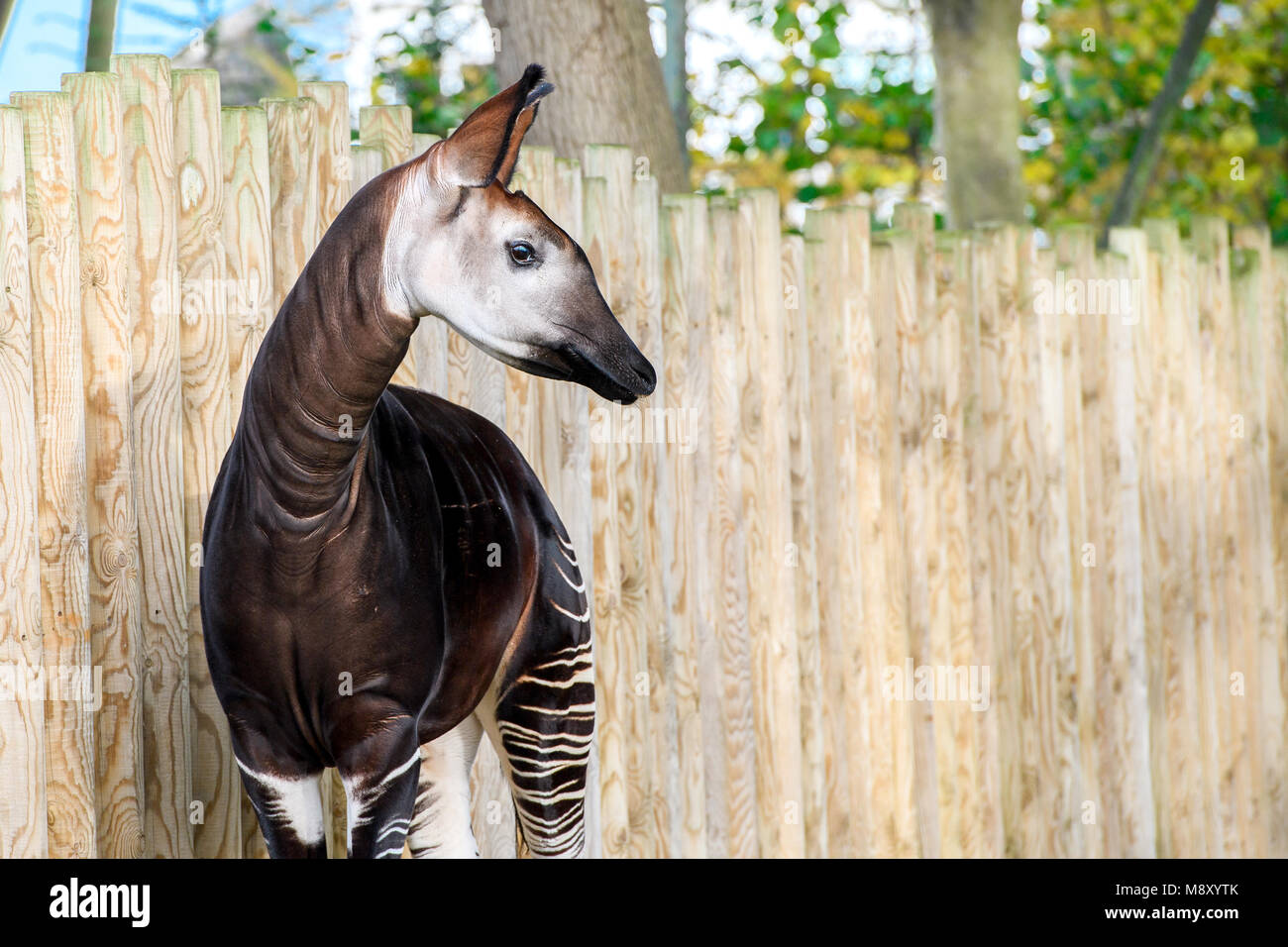 Bella Okapi nel giardino zoologico di Dublino Foto Stock