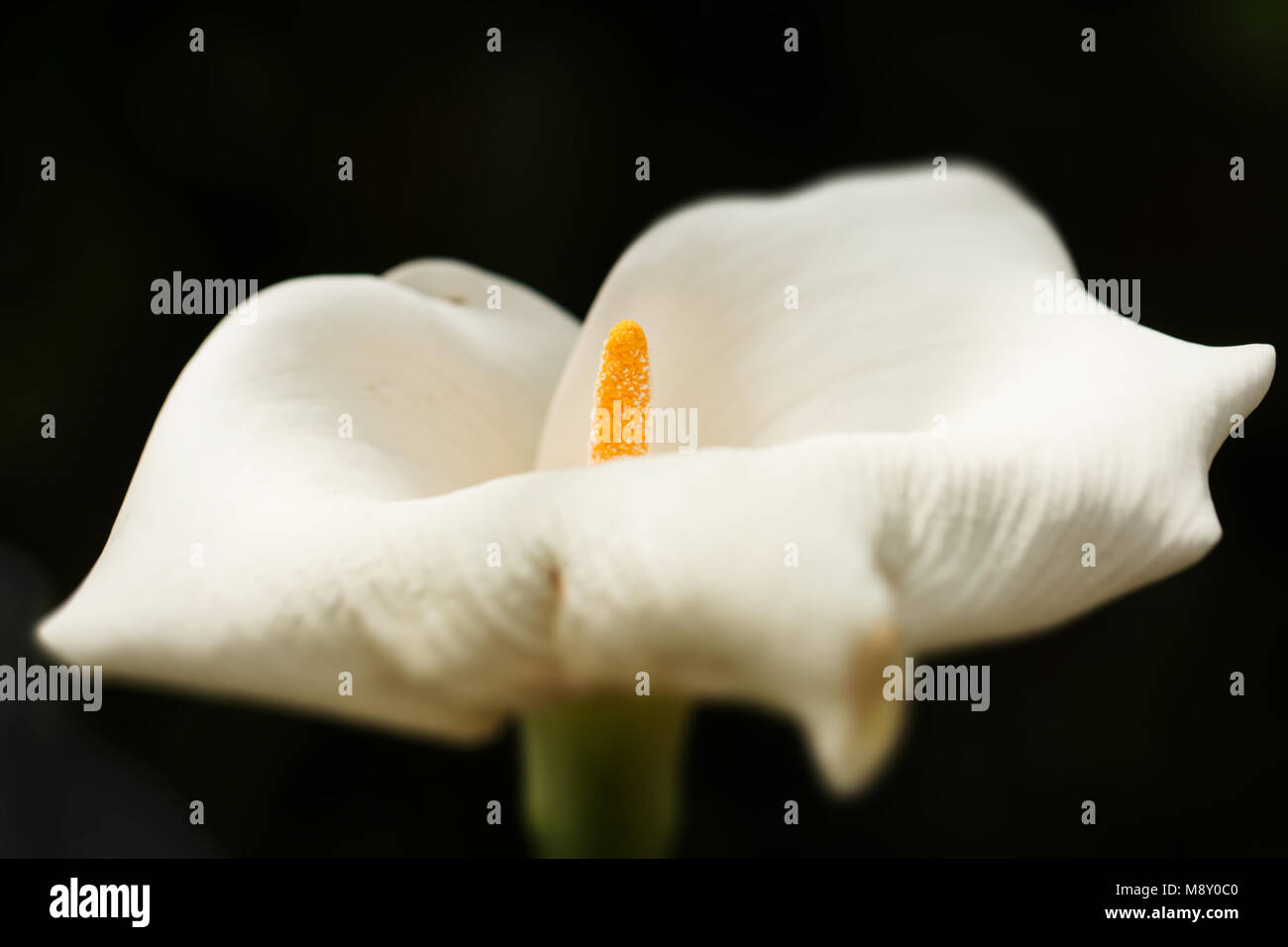 Una semplice fotografia macro di un bianco arum lily (zantedeschia aethiopica) su uno sfondo nero. Foto Stock