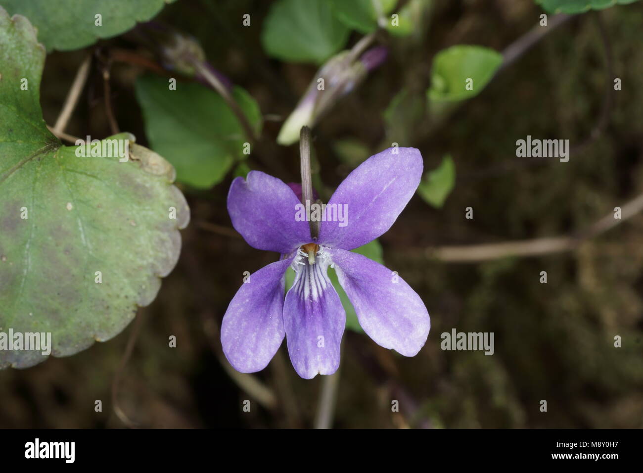 Fiore di inizio del cane (Viola Viola reichenbachiana) Foto Stock