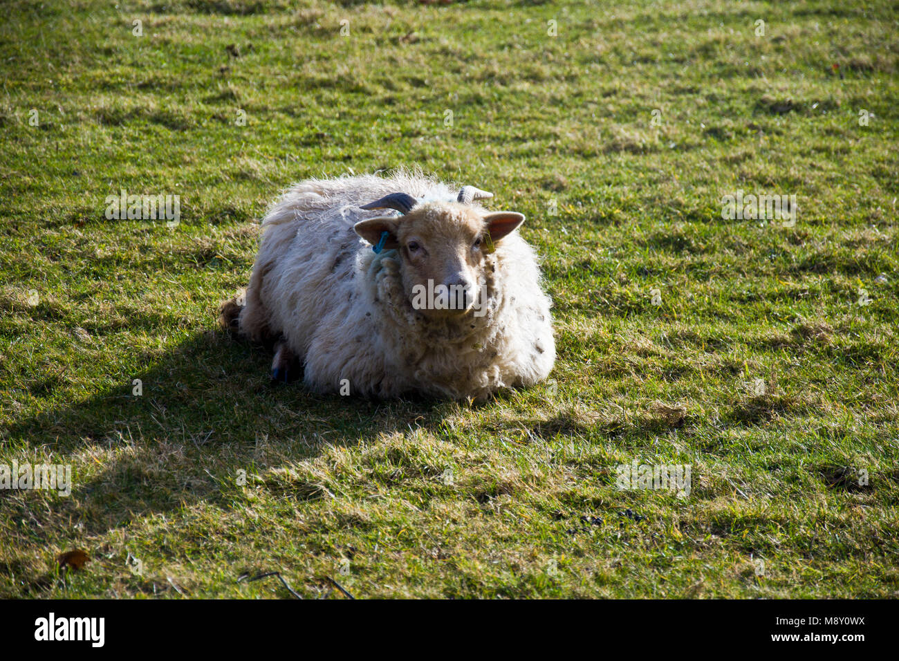 Portland ovini Foto Stock