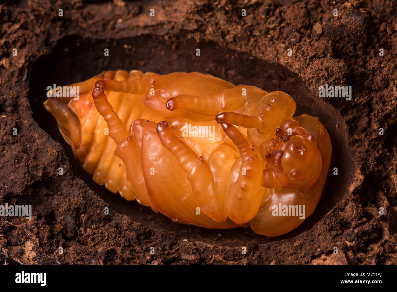 Un coleottero subendo metamorfosi, probabilmente una specie dalla famiglia Scarabaeidae. Foto Stock