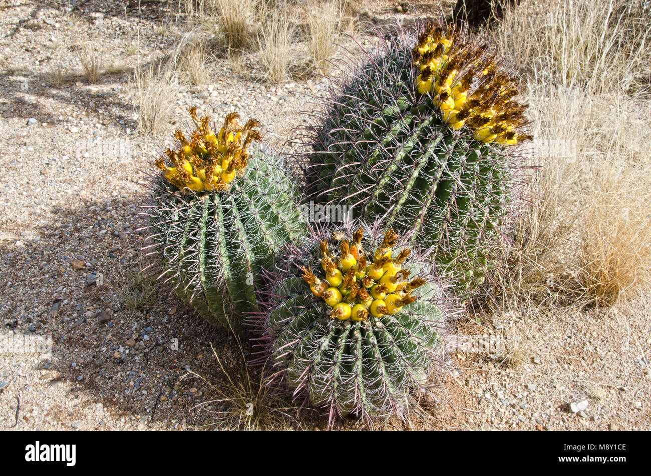 Tre barrel cactus sono pieni di frutta in Saguaro National Monument vicino a Tucson, Arizona. Foto Stock