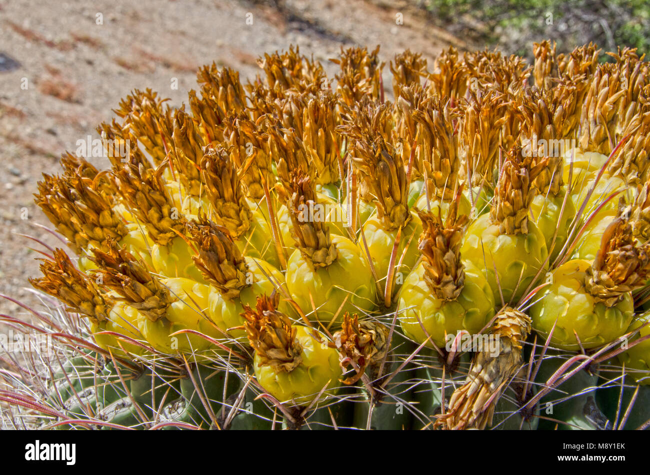 Un barile cactus è pieno di frutta in Saguaro National Monument vicino a Tucson, Arizona. Foto Stock