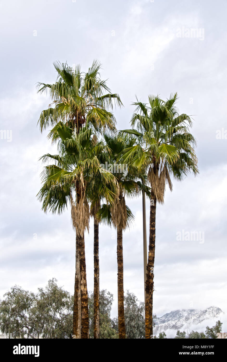 Diverse palme davanti alla coperta di neve Catalina Mountains in Tucson, Arizona. Foto Stock