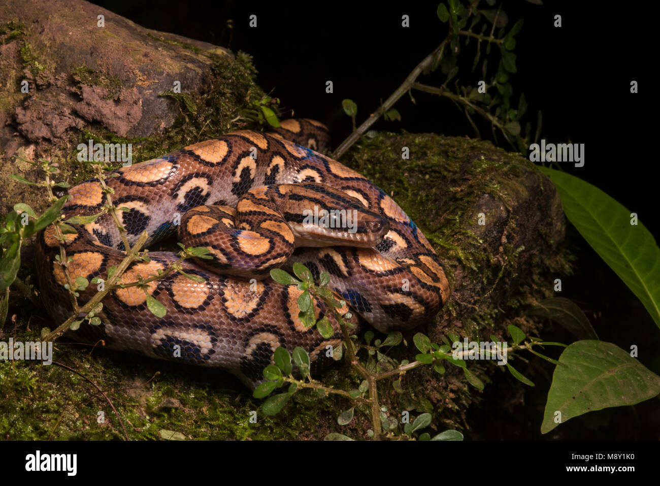 Un peruviano rainbow boa (Epicrates cenchria gaigeae) dalla giungla nel nord del Perù. Foto Stock