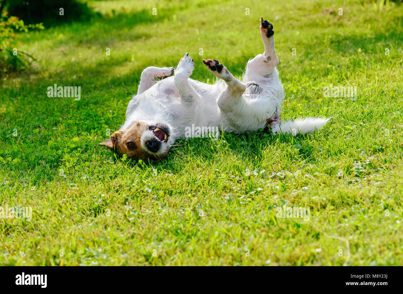 Infetti o cane allergica graffi e prurito il suo ritorno sulla terra Foto Stock