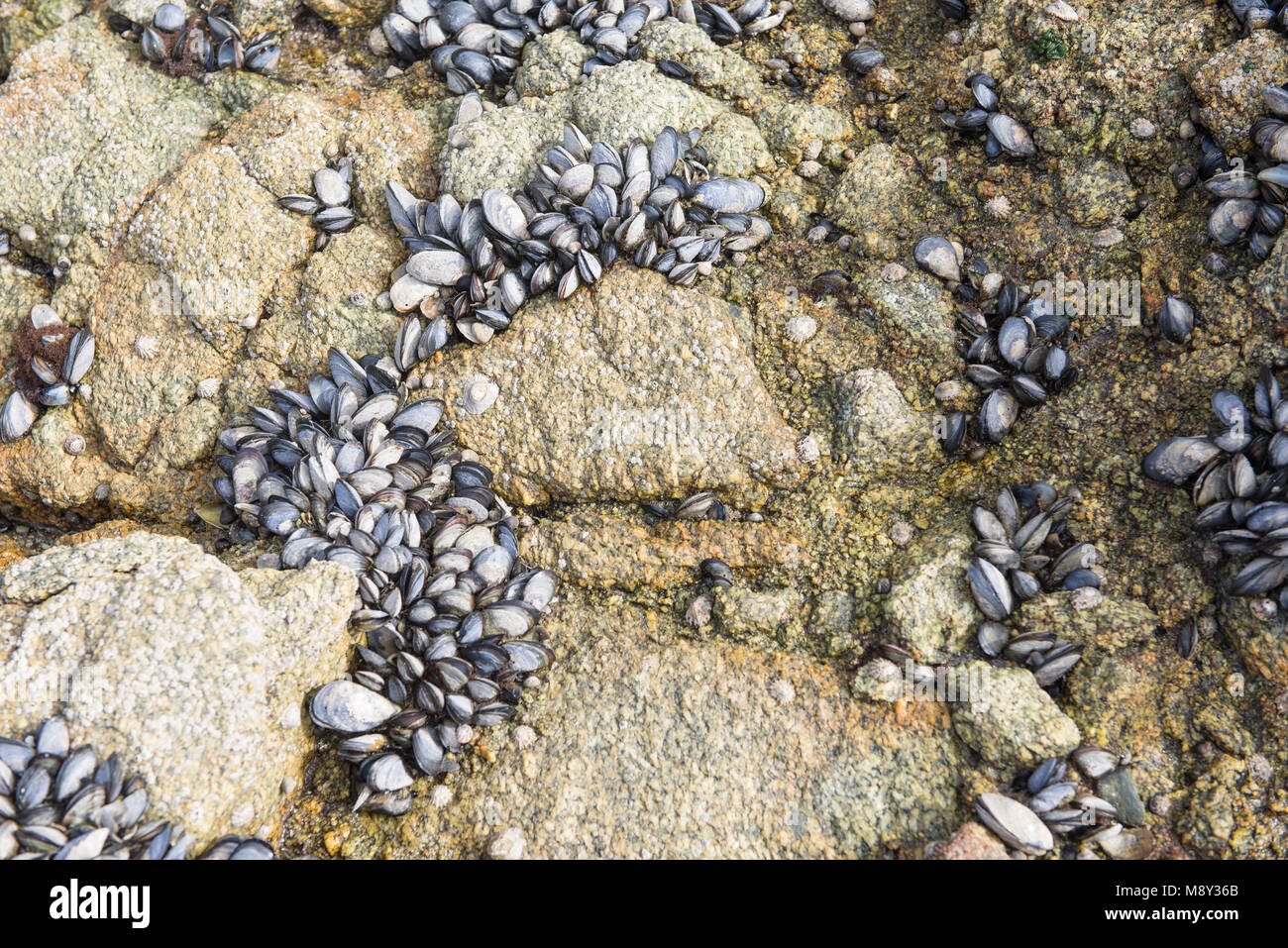 Letto del comune di Cozze Mytilus edulis su una spiaggia in Spagna Foto Stock
