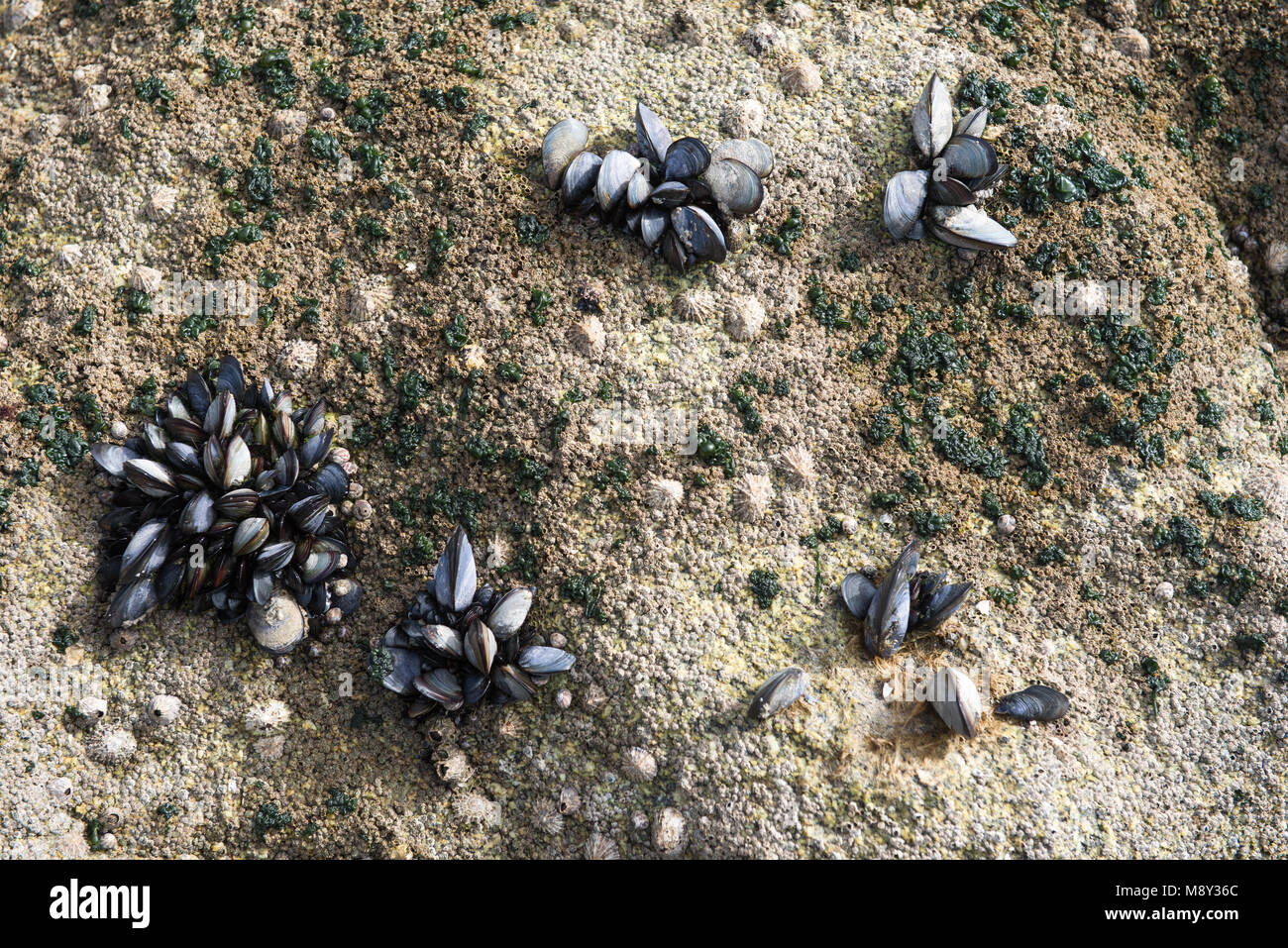 Letto del comune di Cozze Mytilus edulis su una spiaggia in Spagna Foto Stock