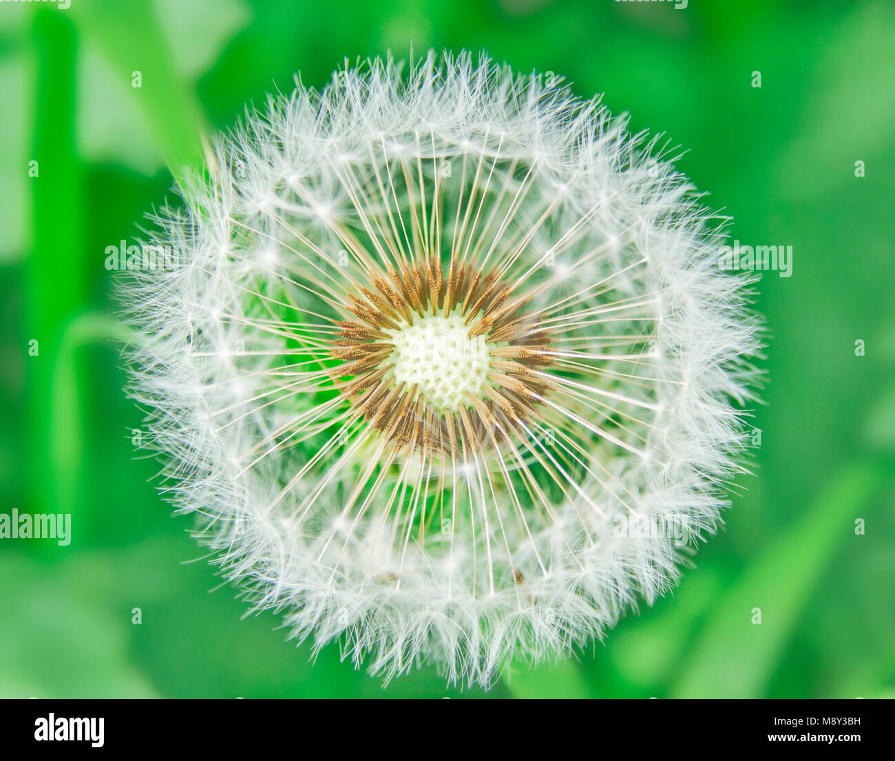 Semi di dente di leone su sfondo verde Foto Stock