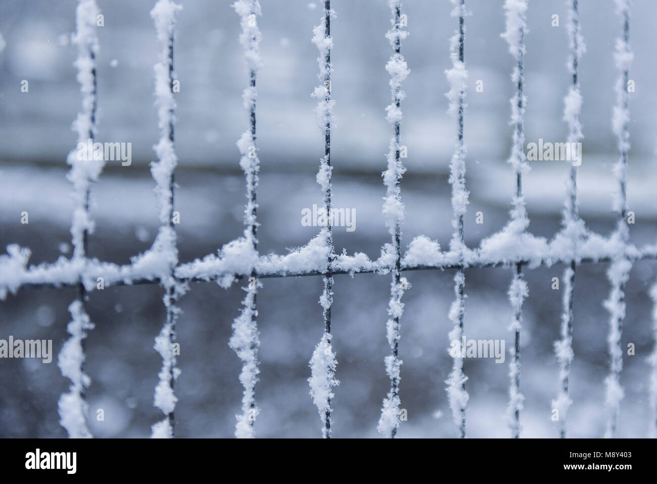 Snow aggrappato a un recinto di filo in Newquay Cornwall. Foto Stock