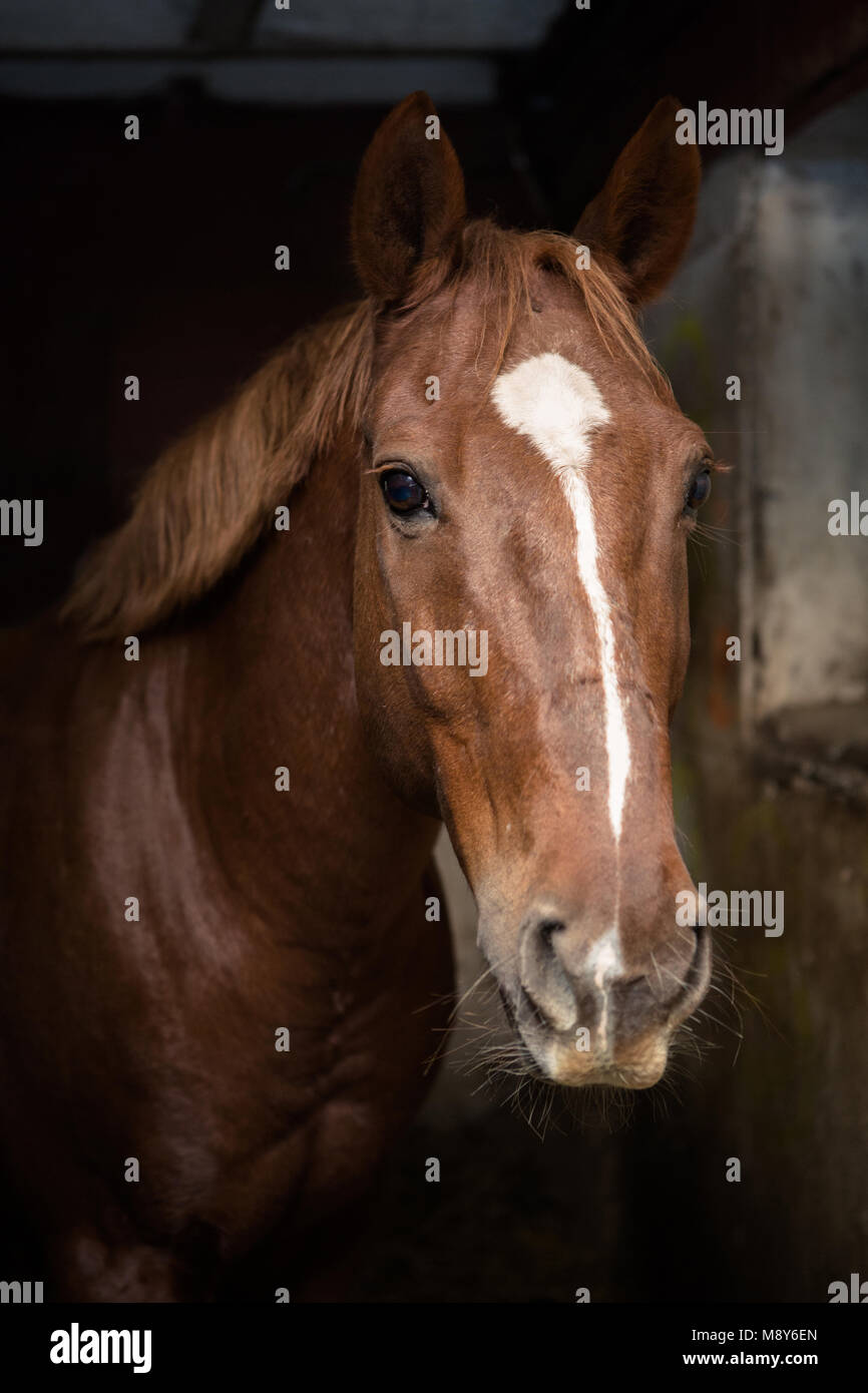 Ritratto di una bellissima baia cavallo in una stalla in stallo Foto Stock