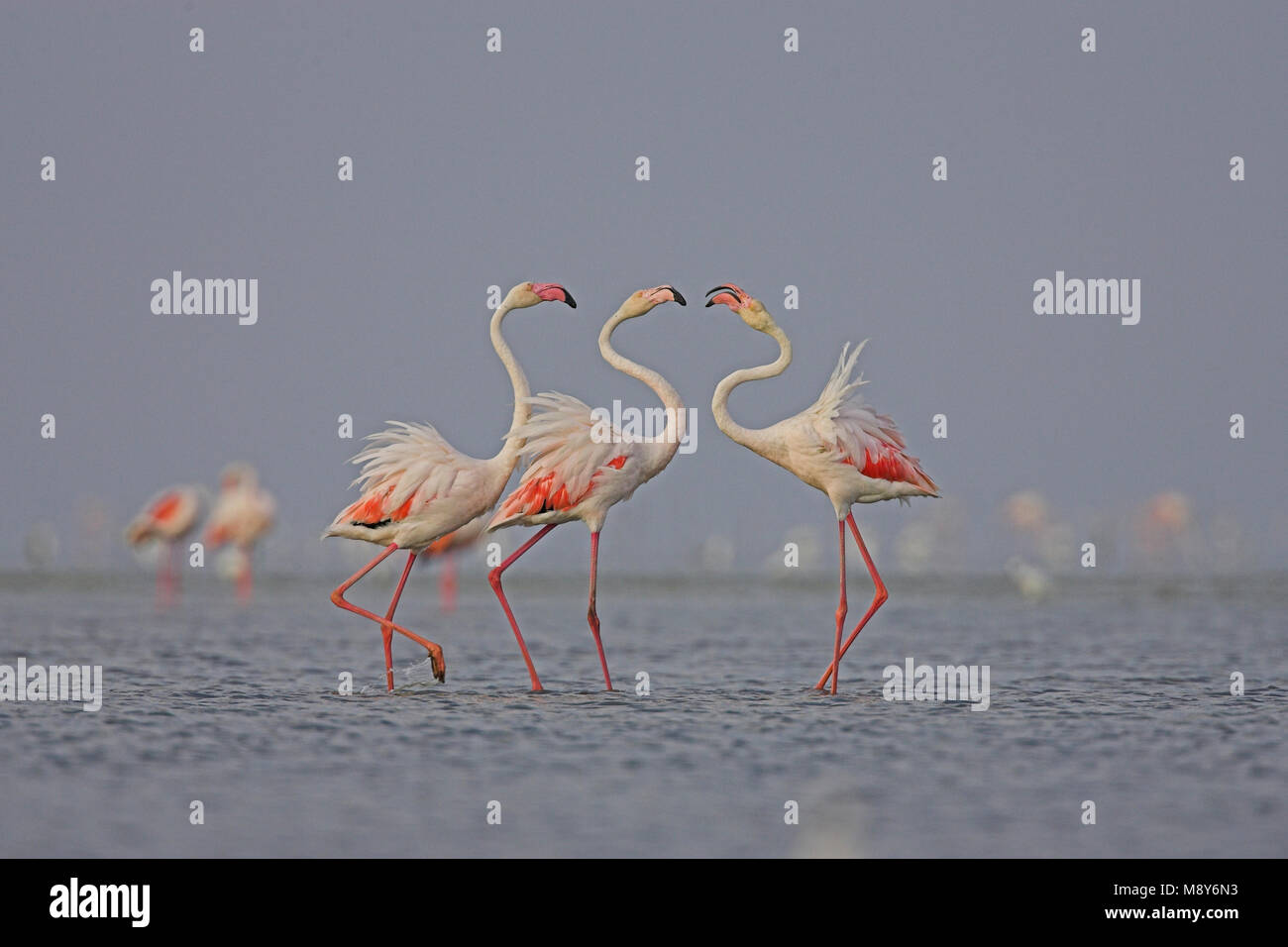 Flamingo in ondiep acqua; fenicottero maggiore in acqua poco profonda Foto Stock