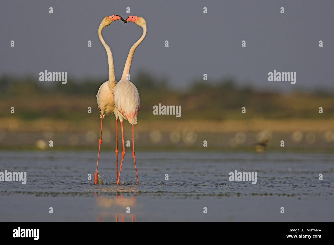 Flamingo in ondiep acqua; fenicottero maggiore in acqua poco profonda Foto Stock