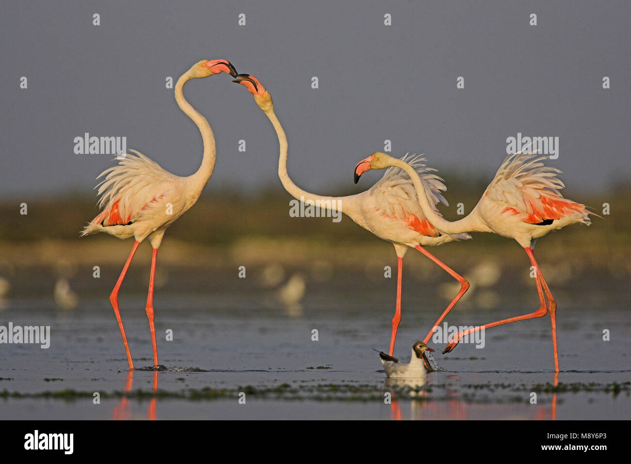 Flamingo in ondiep acqua; fenicottero maggiore in acqua poco profonda Foto Stock