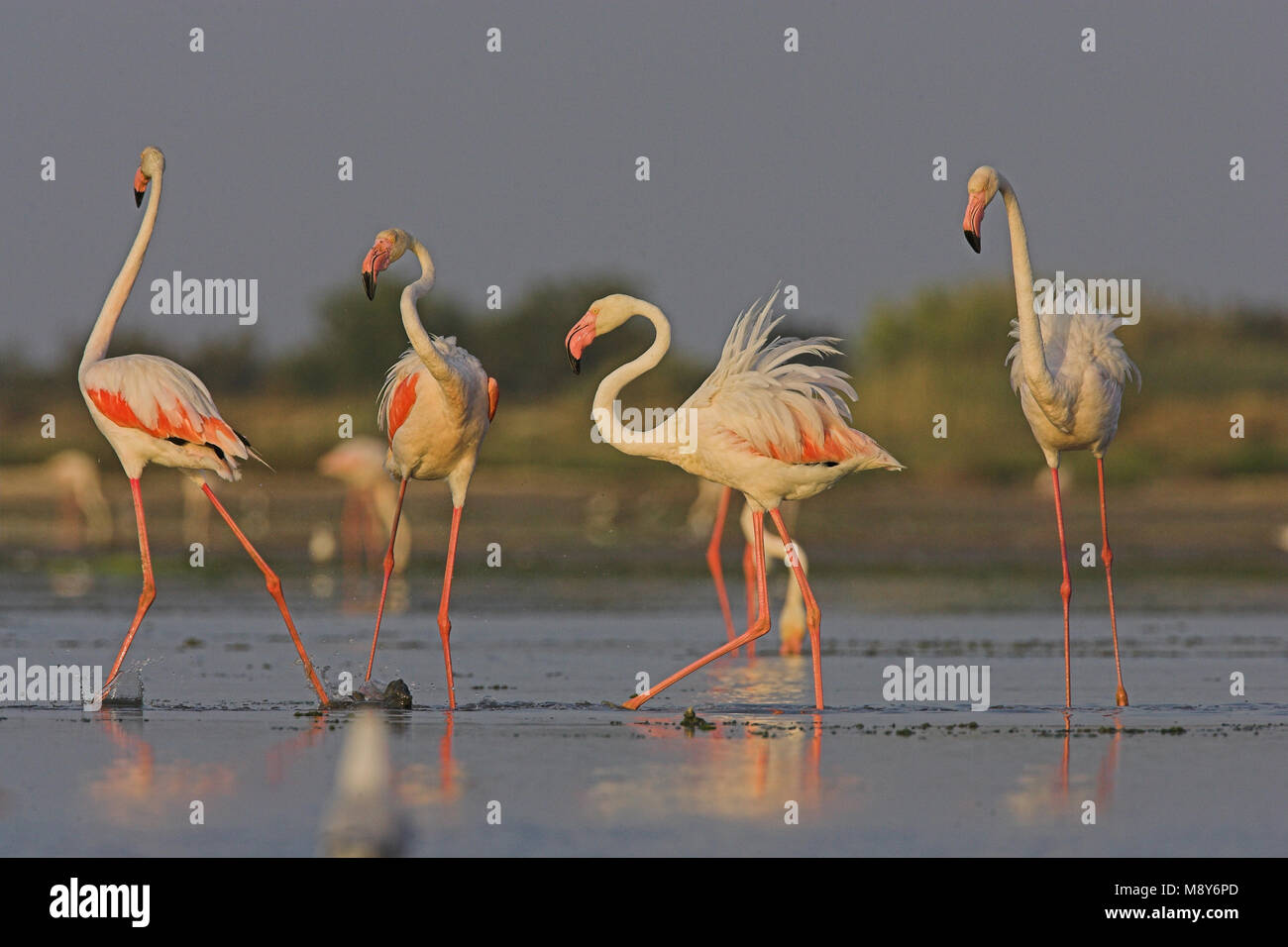 Flamingo in ondiep acqua; fenicottero maggiore in acqua poco profonda Foto Stock