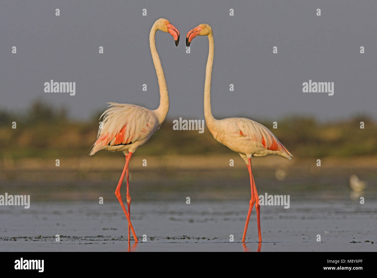 Flamingo in ondiep acqua; fenicottero maggiore in acqua poco profonda Foto Stock