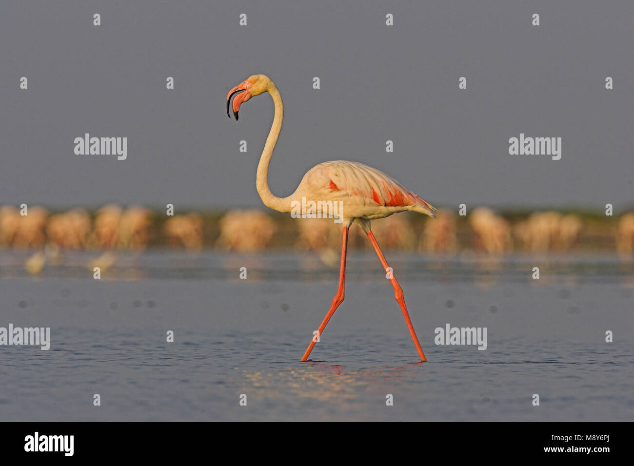 Flamingo in ondiep acqua; fenicottero maggiore in acqua poco profonda Foto Stock