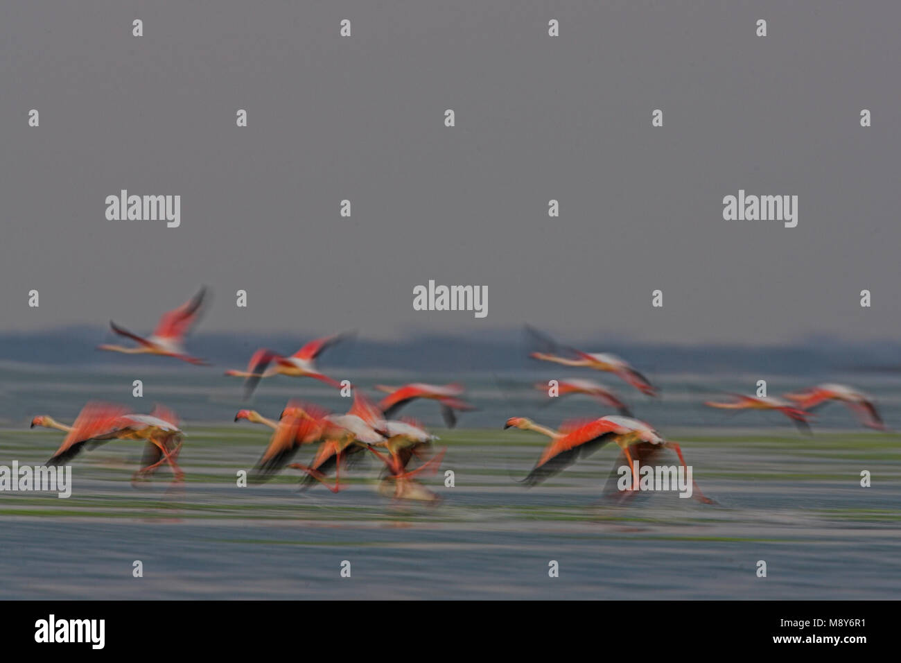 Flamingo in vlucht; fenicottero maggiore in volo Foto Stock