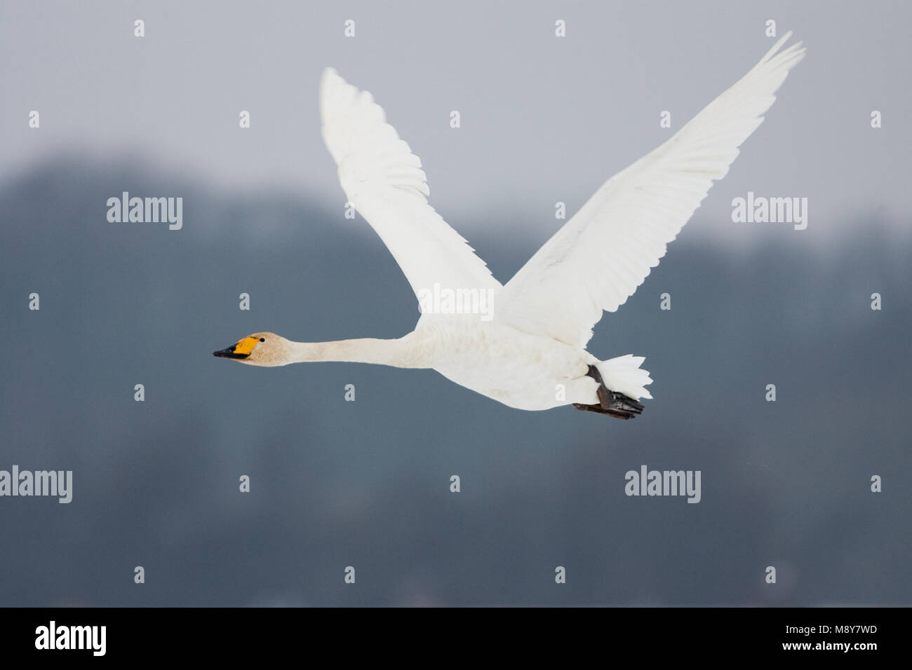 Volwassen Wilde Zwaan in de vlucht; adulto whooper gironzolano in volo Foto Stock