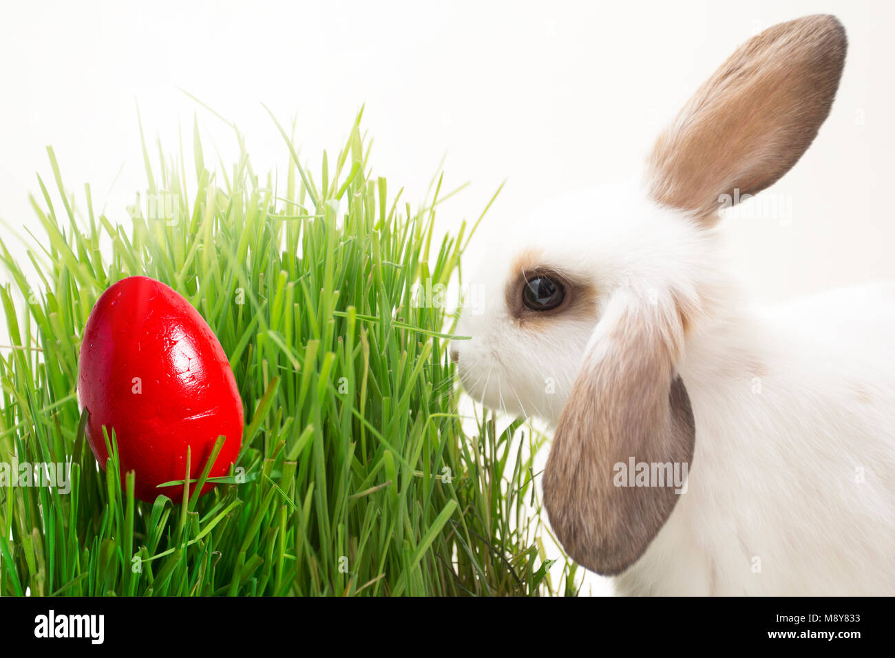 Coniglietto di pasqua mangia l'erba. Rosso d'uovo di pasqua sull'erba. Foto Stock