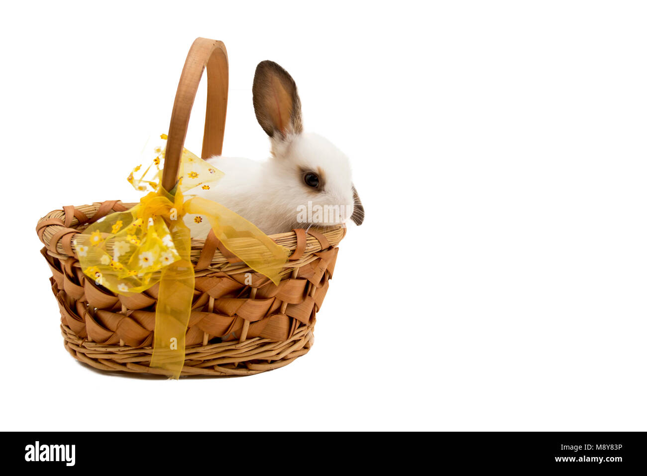 Coniglietto di pasqua nel cesto con prua giallo. Foto Stock