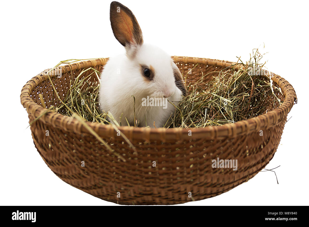 Piccolo bunny nel cesto di vimini con fieno isolato su bianco. Foto Stock