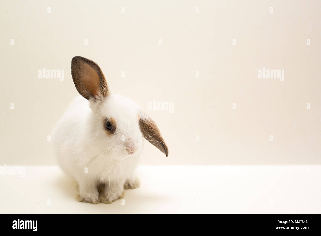 Piccolo lop-eared coniglio su sfondo grigio. Foto Stock