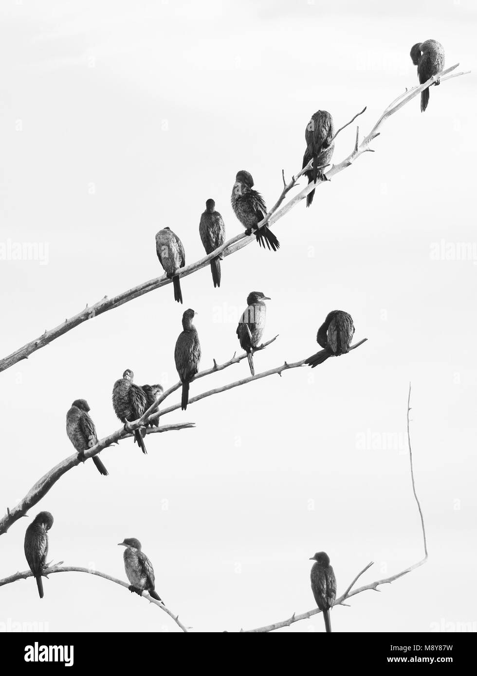 Cormorani sulla parte superiore degli alberi lungo il lago Orestiaw, vicino alla città di Kastoria, Macedonia occidentale, Grecia Foto Stock