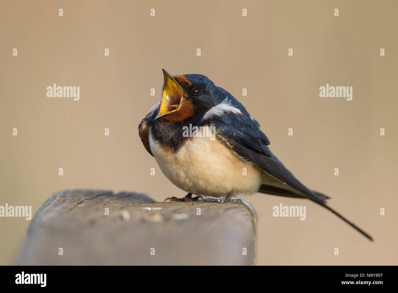 Barn Swallow - Rauchschwalbe - Hirundo rustica ssp. rustica, Ungheria, maschio adulto Foto Stock