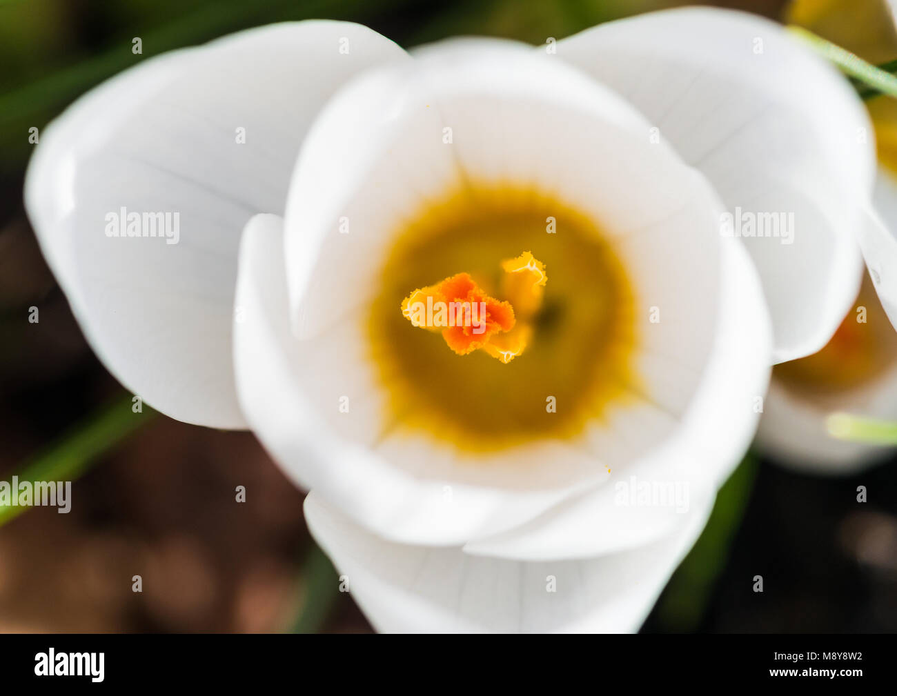 Una macro shot guardare all'interno di un Crocus bianco fiore. Foto Stock