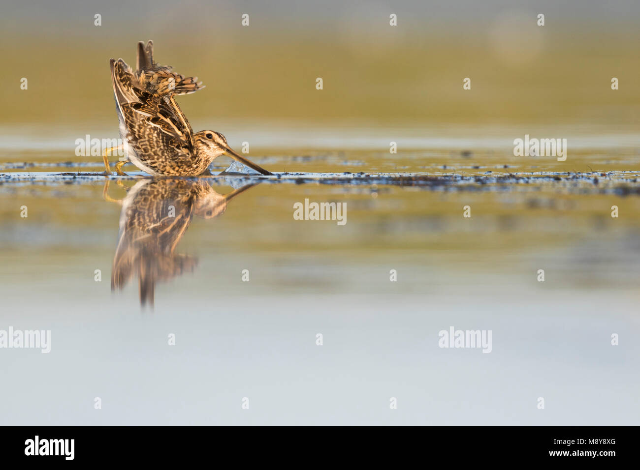 Beccaccino - Bekassine - Gallinago gallinago, Germania, per adulti Foto Stock