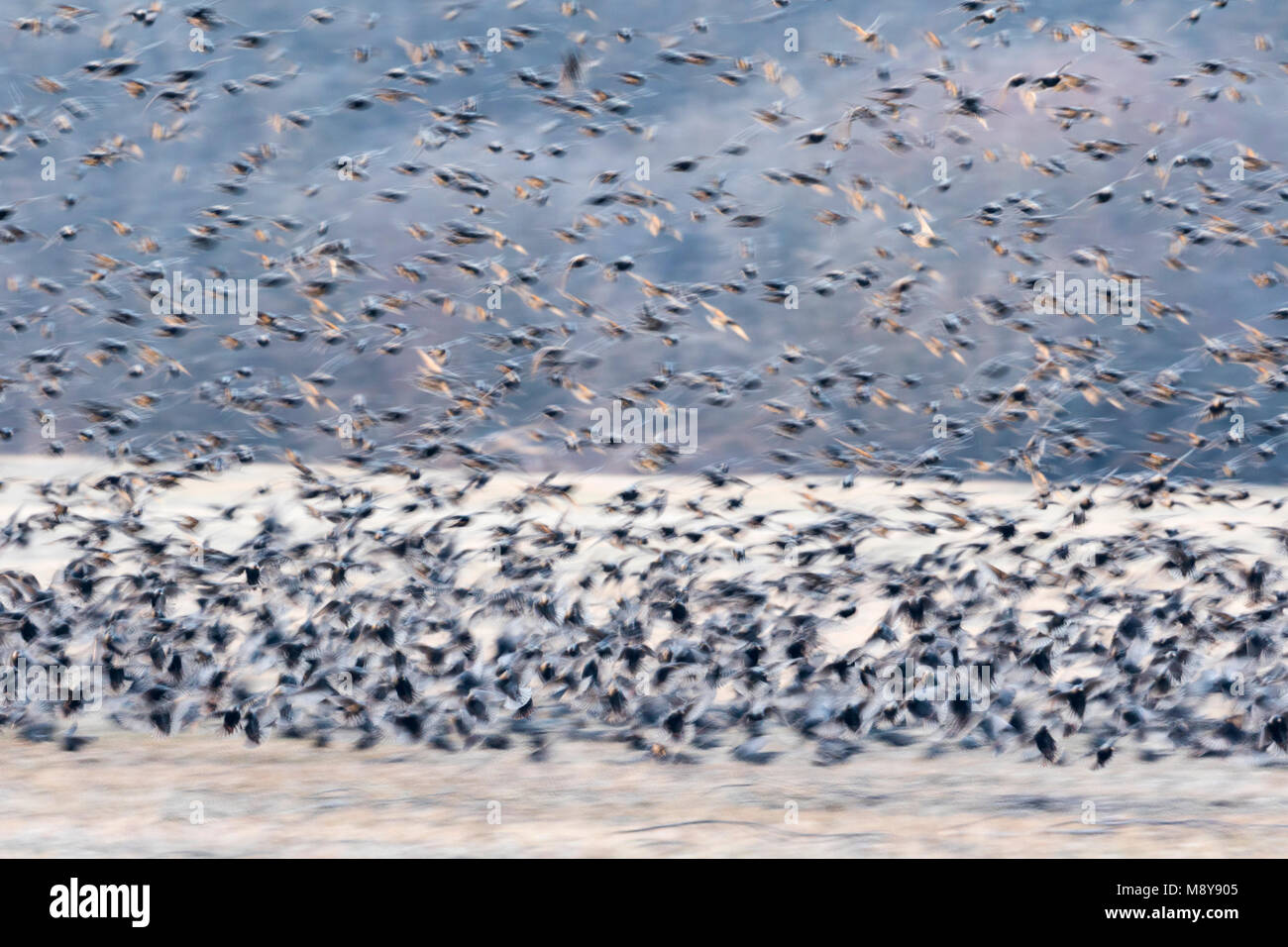 Starling comune - Star - Sturnus vulgaris ssp. vulgaris, Germania, sono ' appollaiati sito Foto Stock