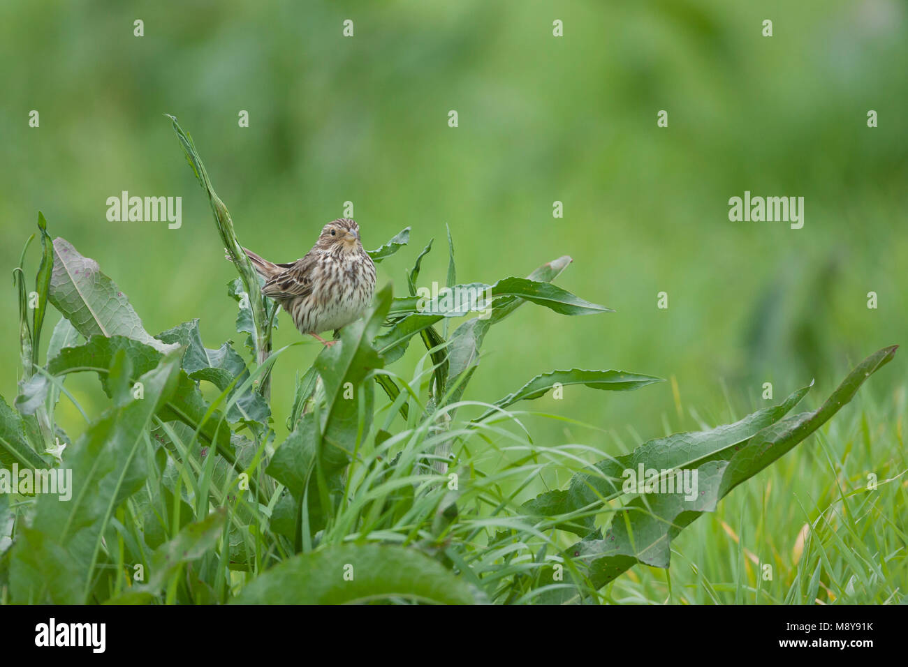 Corn Bunting - Grauammer - Miliaria calandra ssp. calandra, Mallorca, adulti Foto Stock