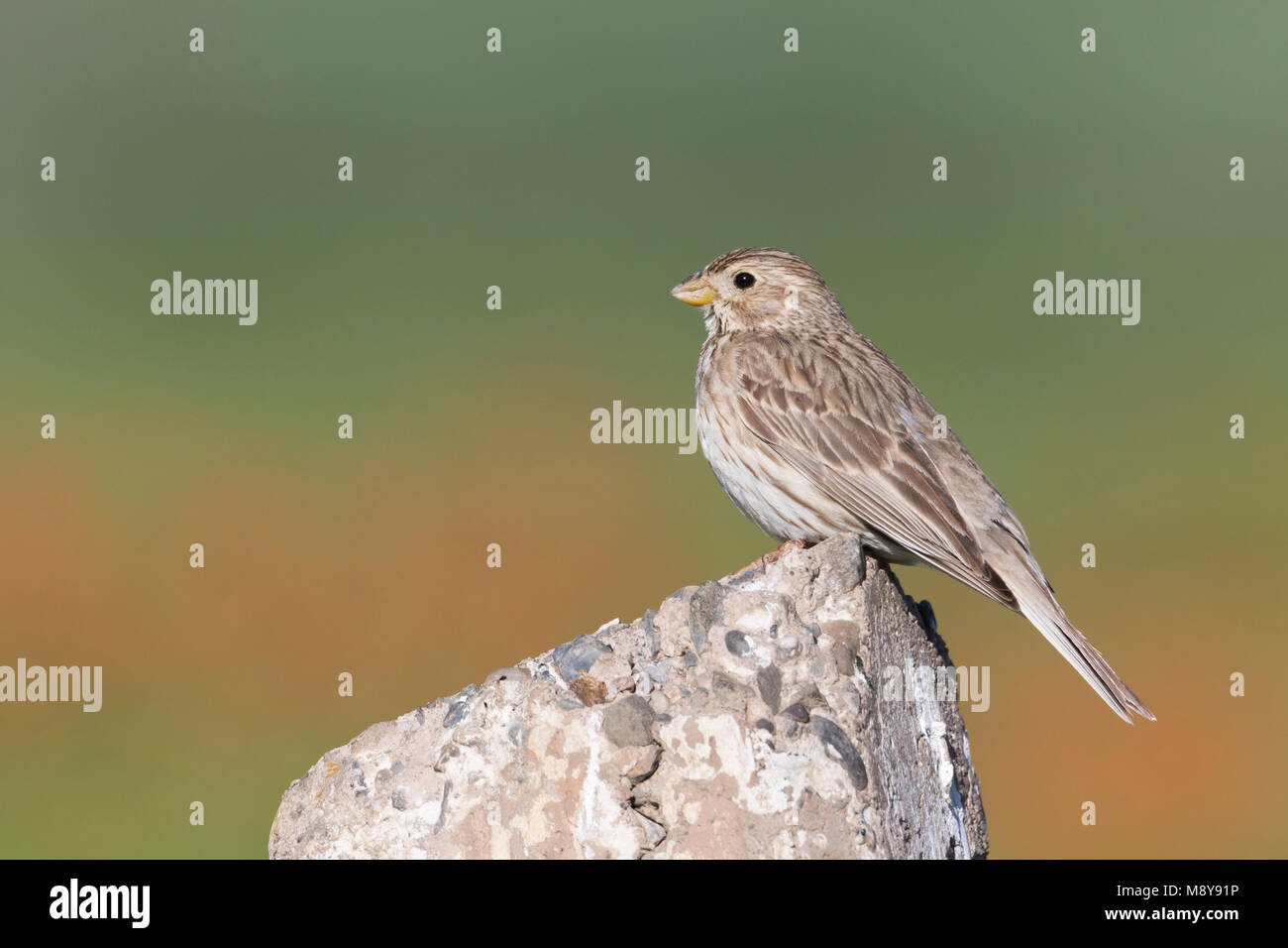 Corn Bunting - Grauammer - Miliaria calandra ssp. buturlini, Kirghizistan, adulti Foto Stock