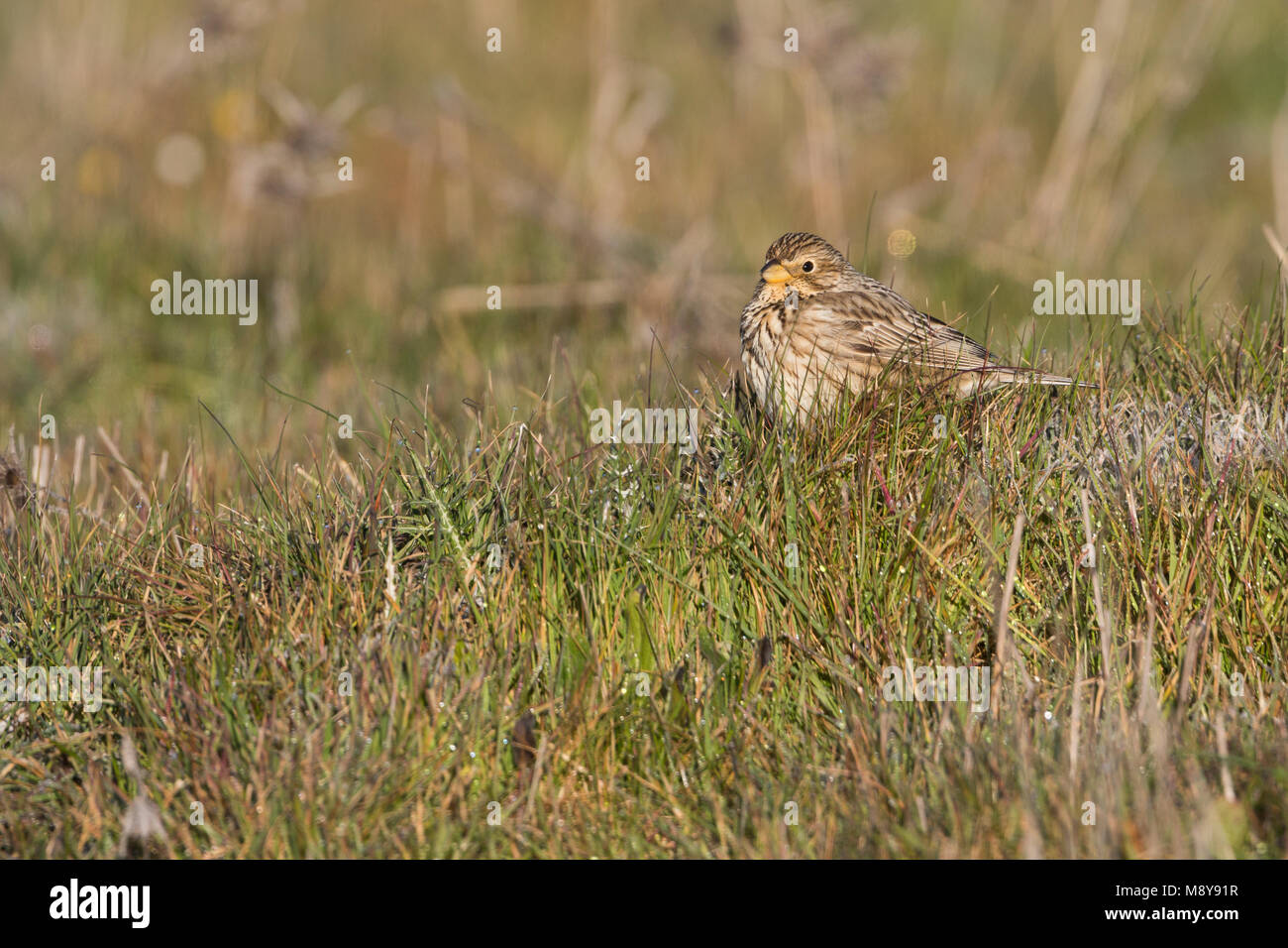 Corn Bunting - Grauammer - Miliaria calandra ssp. calandra, Spagna, per adulti Foto Stock