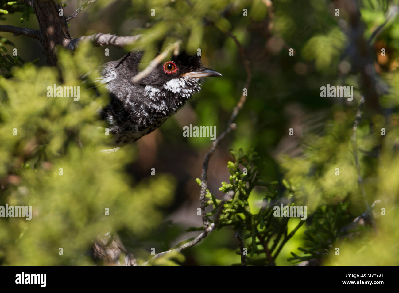 Cipro trillo - Schuppengrasmücke - Sylvia melanothorax, Cipro, maschio adulto Foto Stock