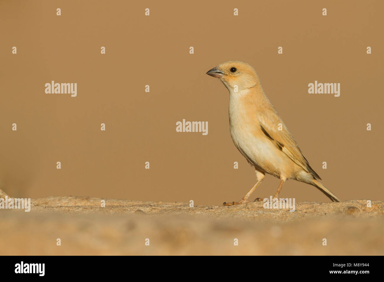 Deserto Sparrow - Wüstensperling - Passer simplex ssp. saharae, estate piumaggio femmina, Marocco Foto Stock