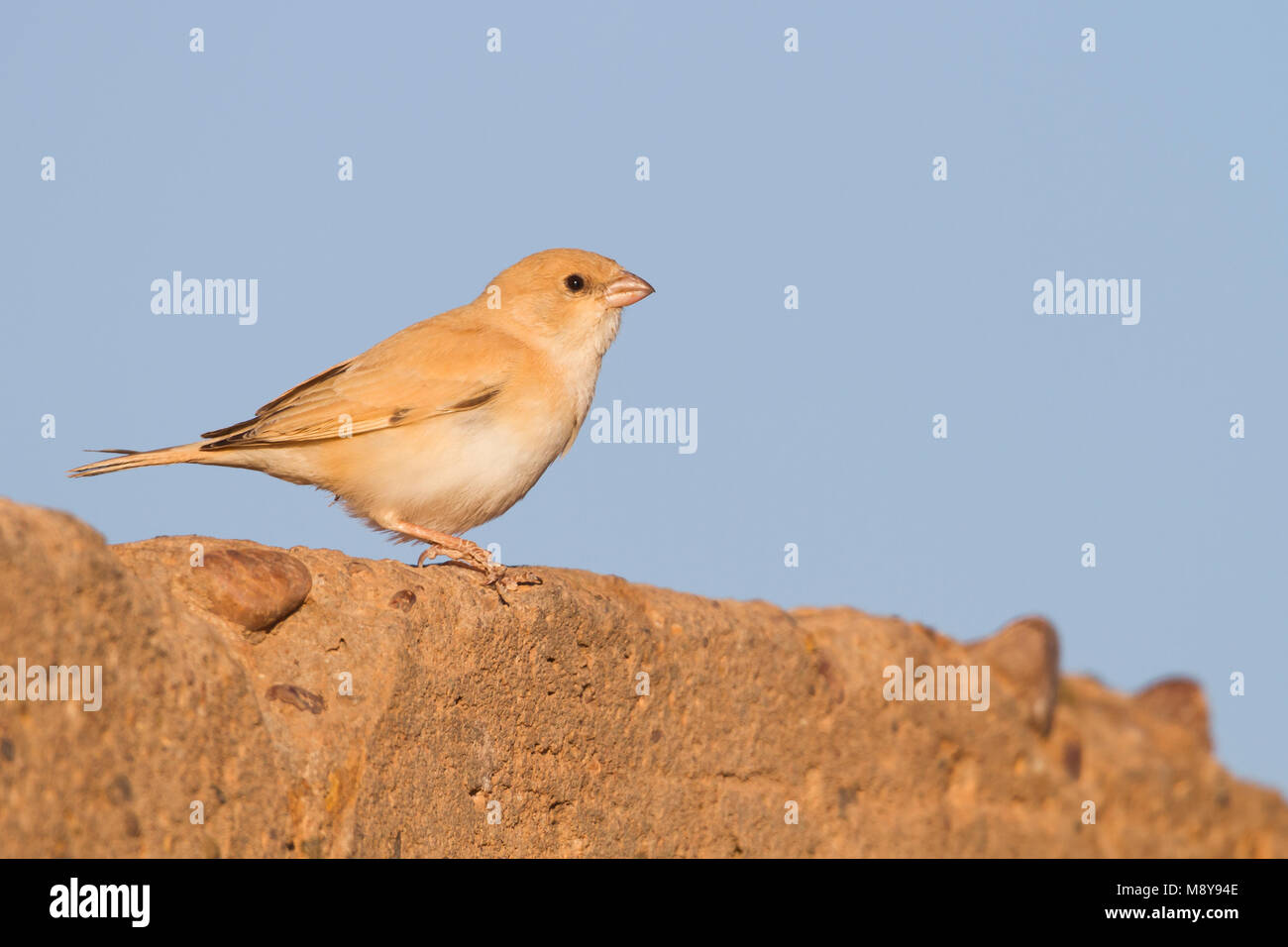 Deserto Sparrow - Wüstensperling - Passer simplex ssp. saharae, piumaggio invernale femmina, Marocco Foto Stock
