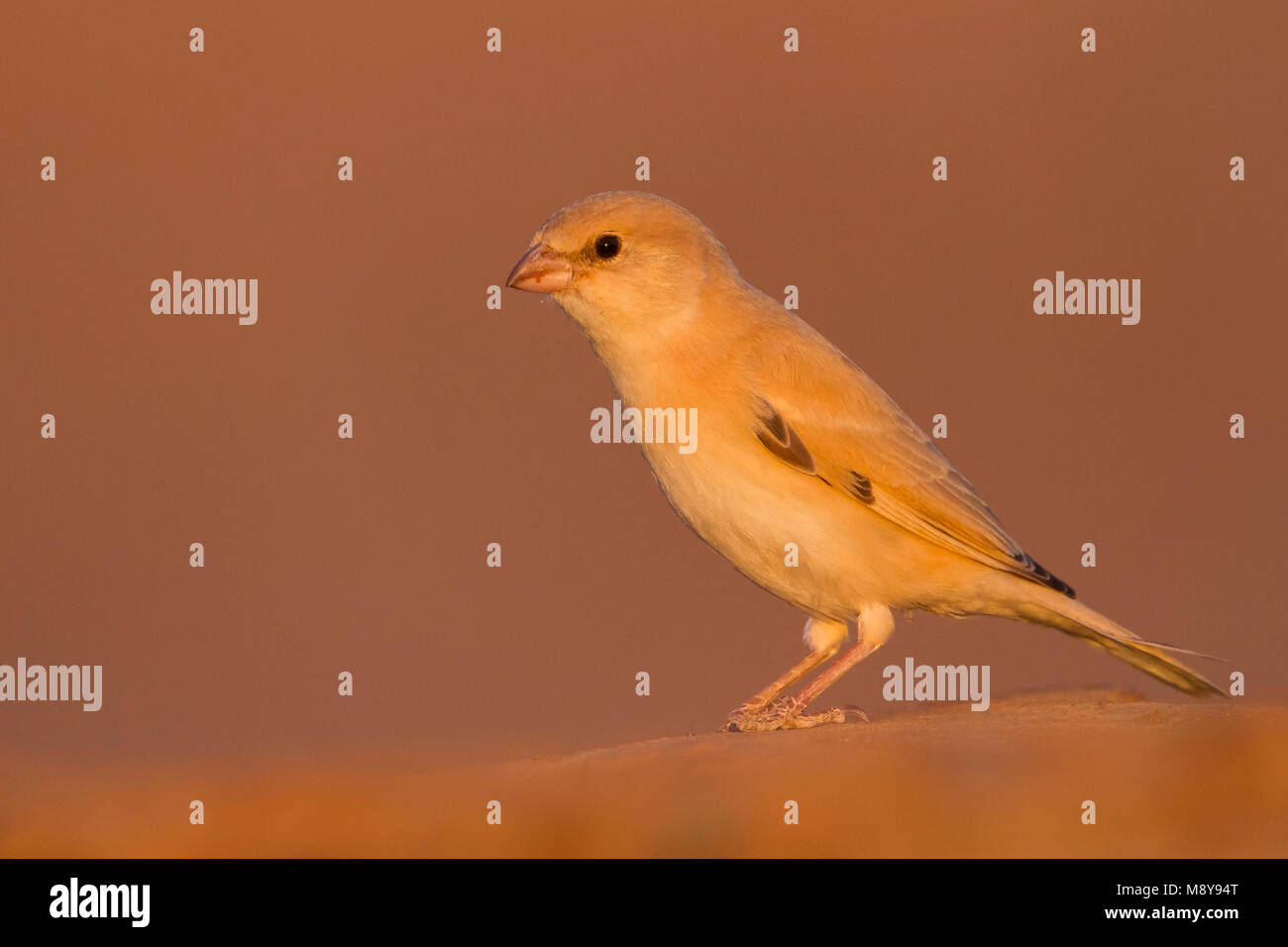 Deserto Sparrow - Wüstensperling - Passer simplex ssp. saharae, piumaggio invernale femmina, Marocco Foto Stock