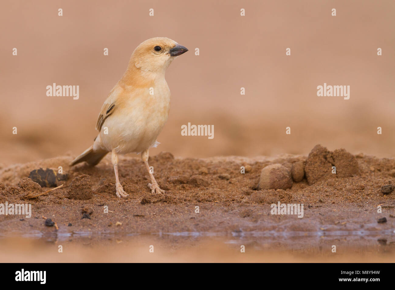 Deserto Sparrow - Wüstensperling - Passer simplex ssp. saharae, estate piumaggio femmina, Marocco Foto Stock