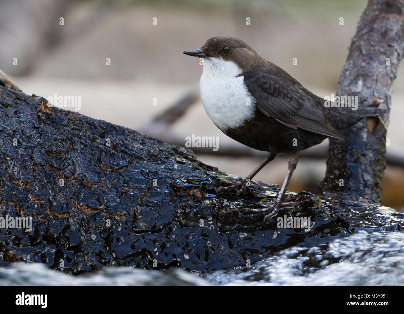 Zwartbuikwaterspreeuw; Rospo bilanciere Foto Stock